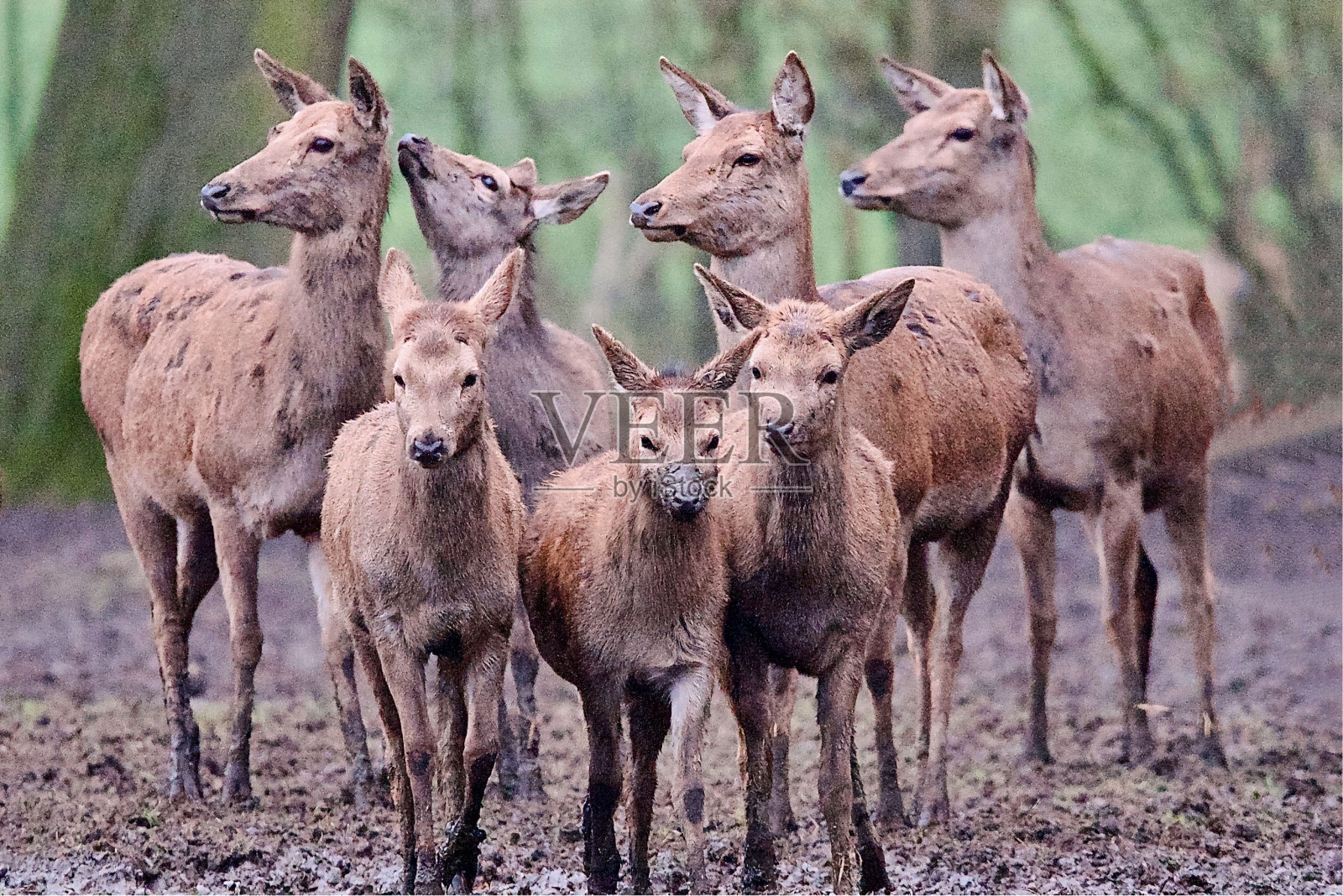 一群后马鹿站在一起照片摄影图片