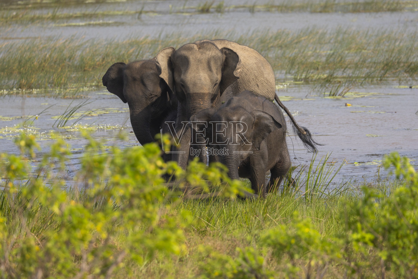 斯里兰卡雅拉国家公园的一群大象照片摄影图片