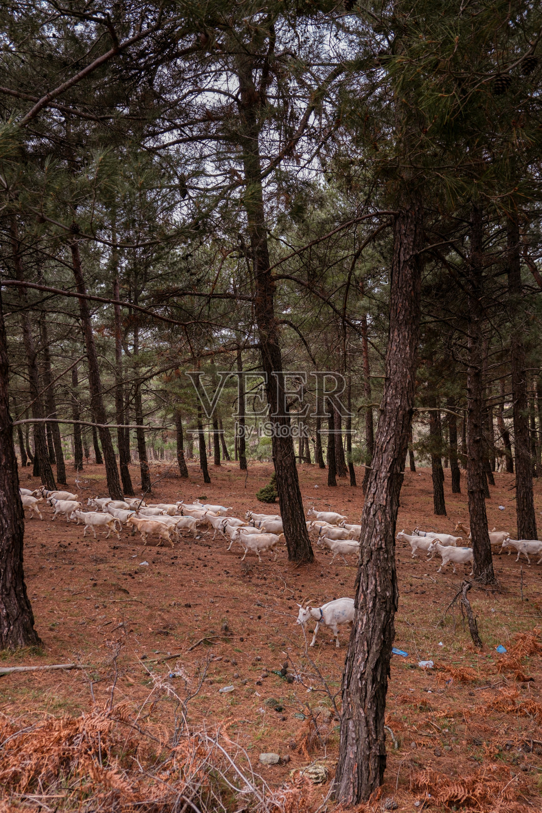 松林里的山羊照片摄影图片