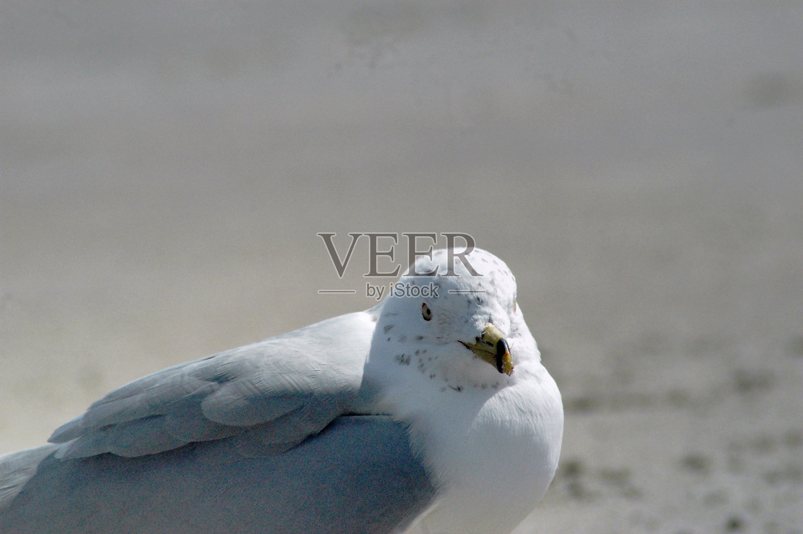 阳光下的沙滩海鸥照片摄影图片
