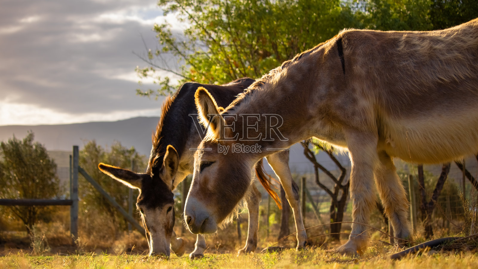 夕阳下，在金色的田野里吃草的接骨木驴。照片摄影图片