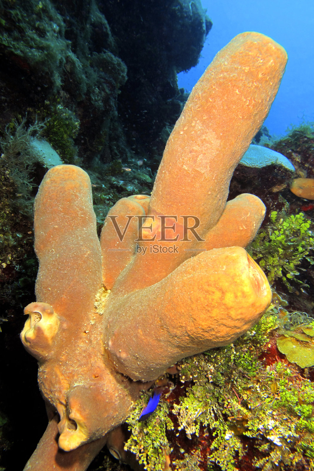 黄色海绵，青年岛，古巴照片摄影图片