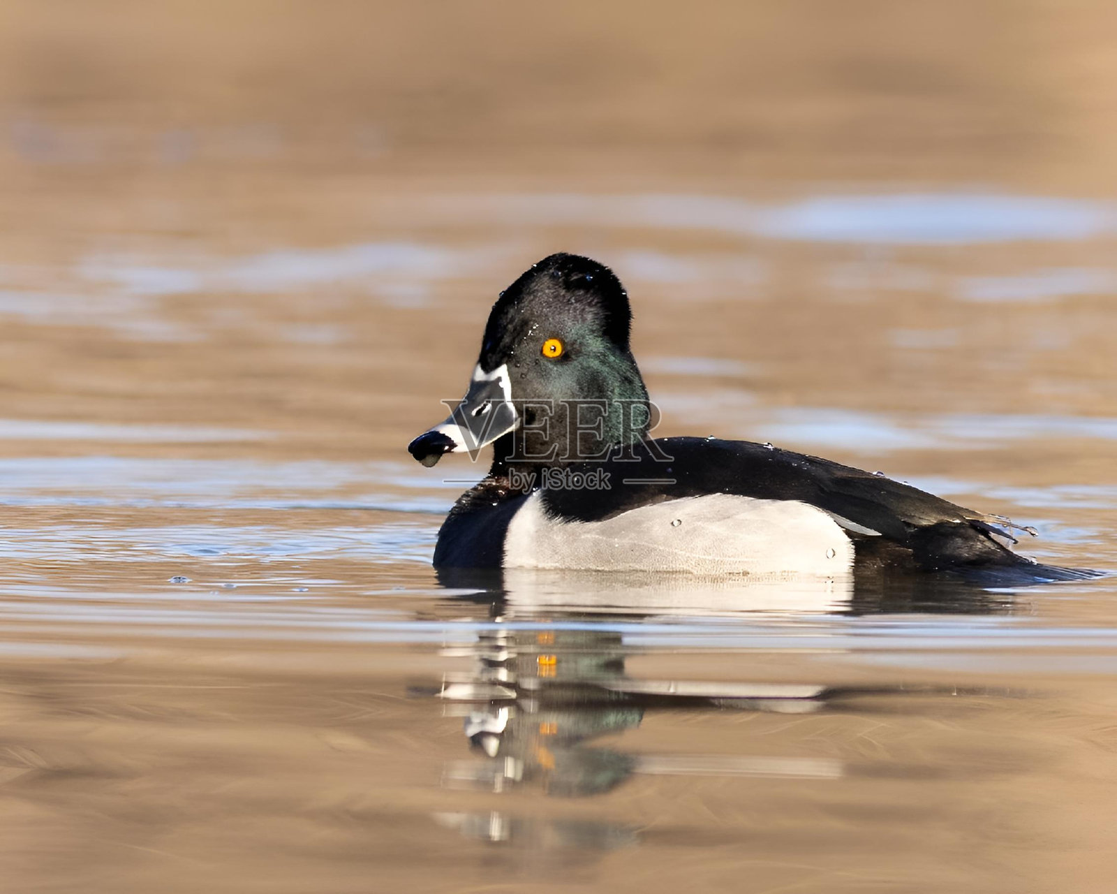 雄环颈鸭在池塘里游泳照片摄影图片