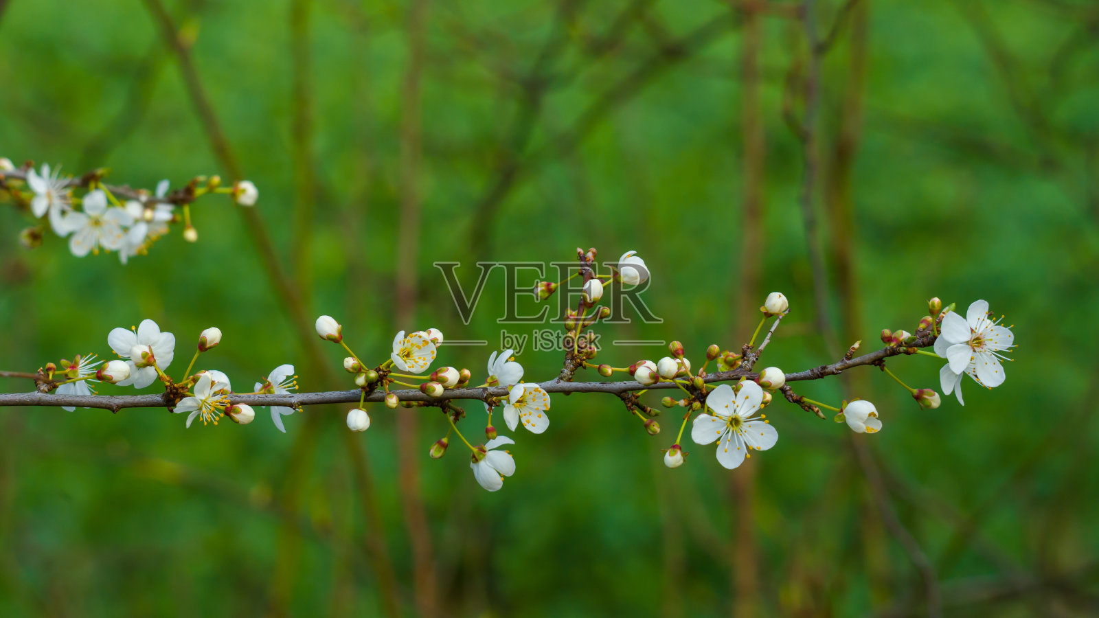 白色的花朵在绿色的背景上，枝上有花蕾照片摄影图片
