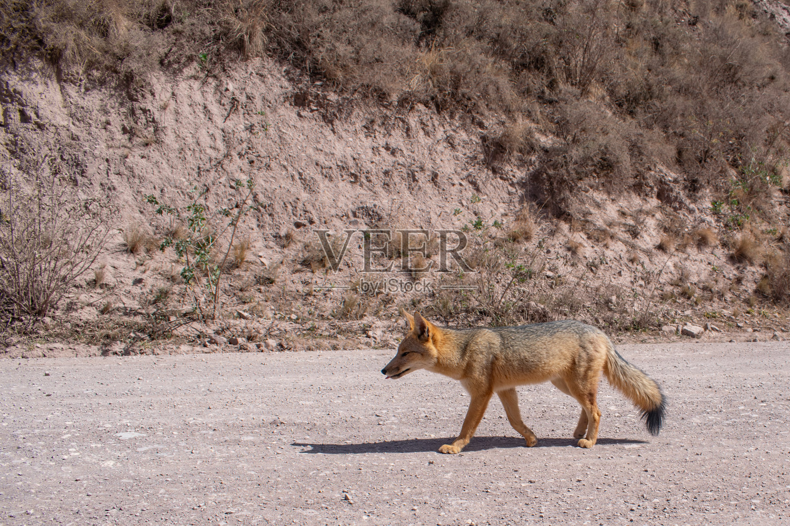 小狐狸在路上照片摄影图片