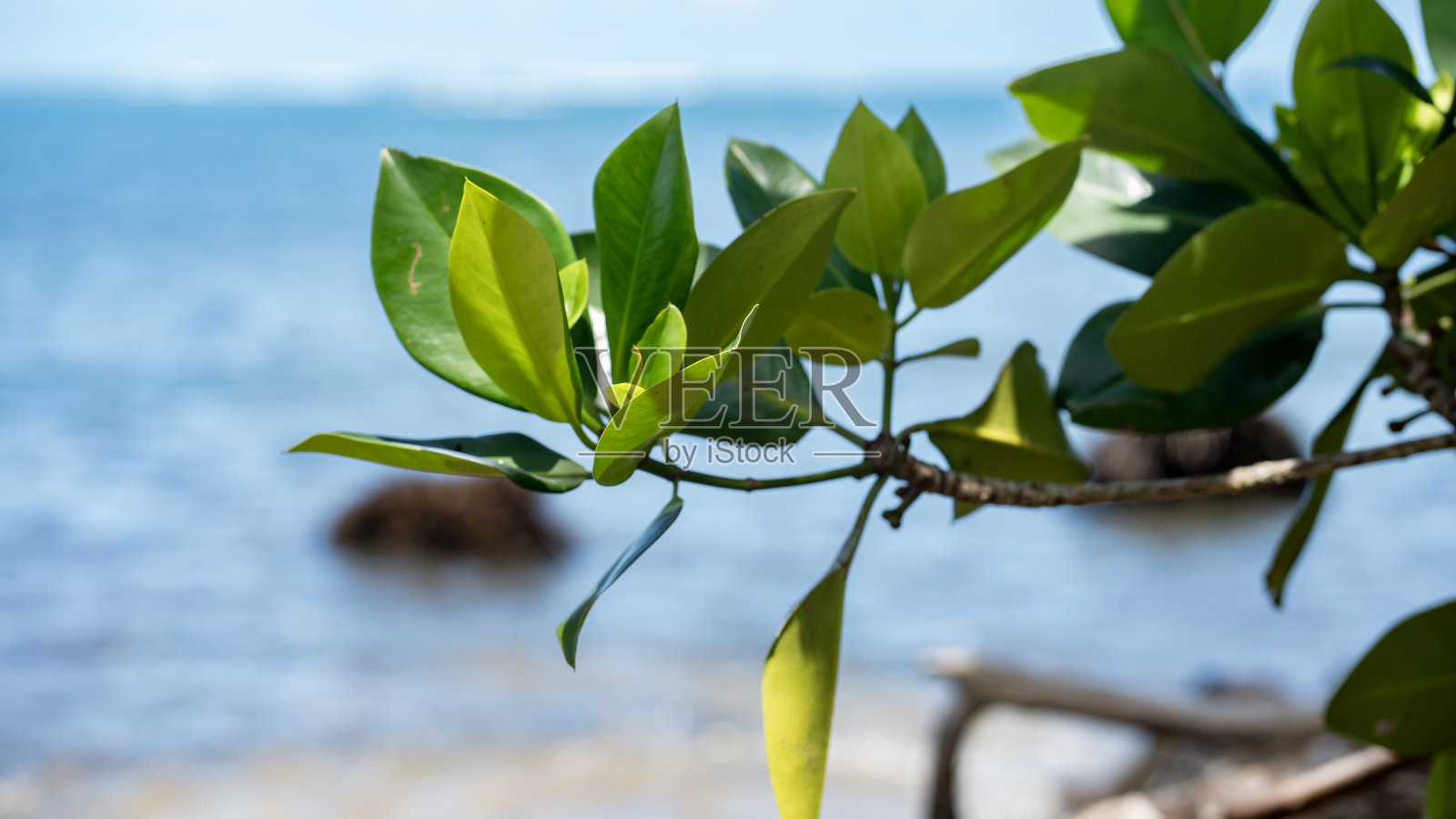 小红树枝繁叶茂，背景是海洋。照片摄影图片