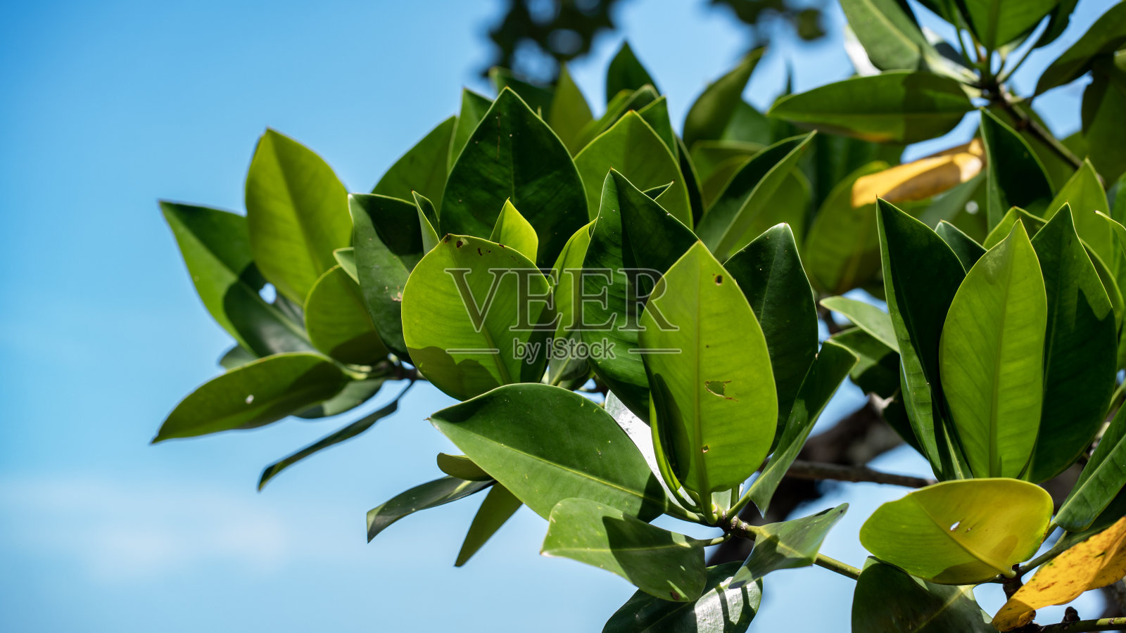 红树的叶子映衬着蓝天。照片摄影图片