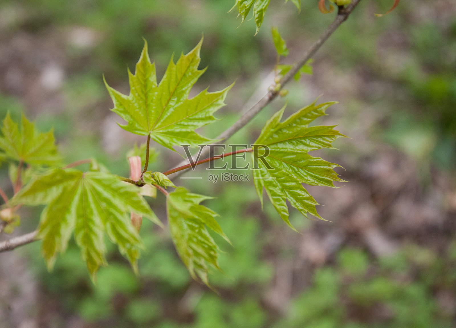 春天的枫叶在枝头，宏观。照片摄影图片