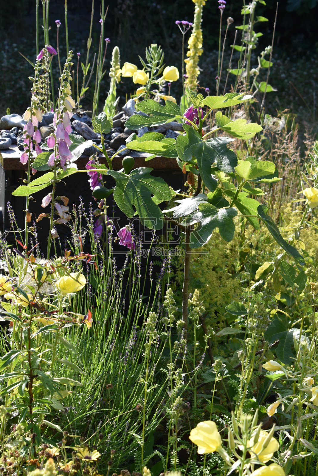 盛开鲜花前的小无花果树——田园诗般的自给自足。照片摄影图片