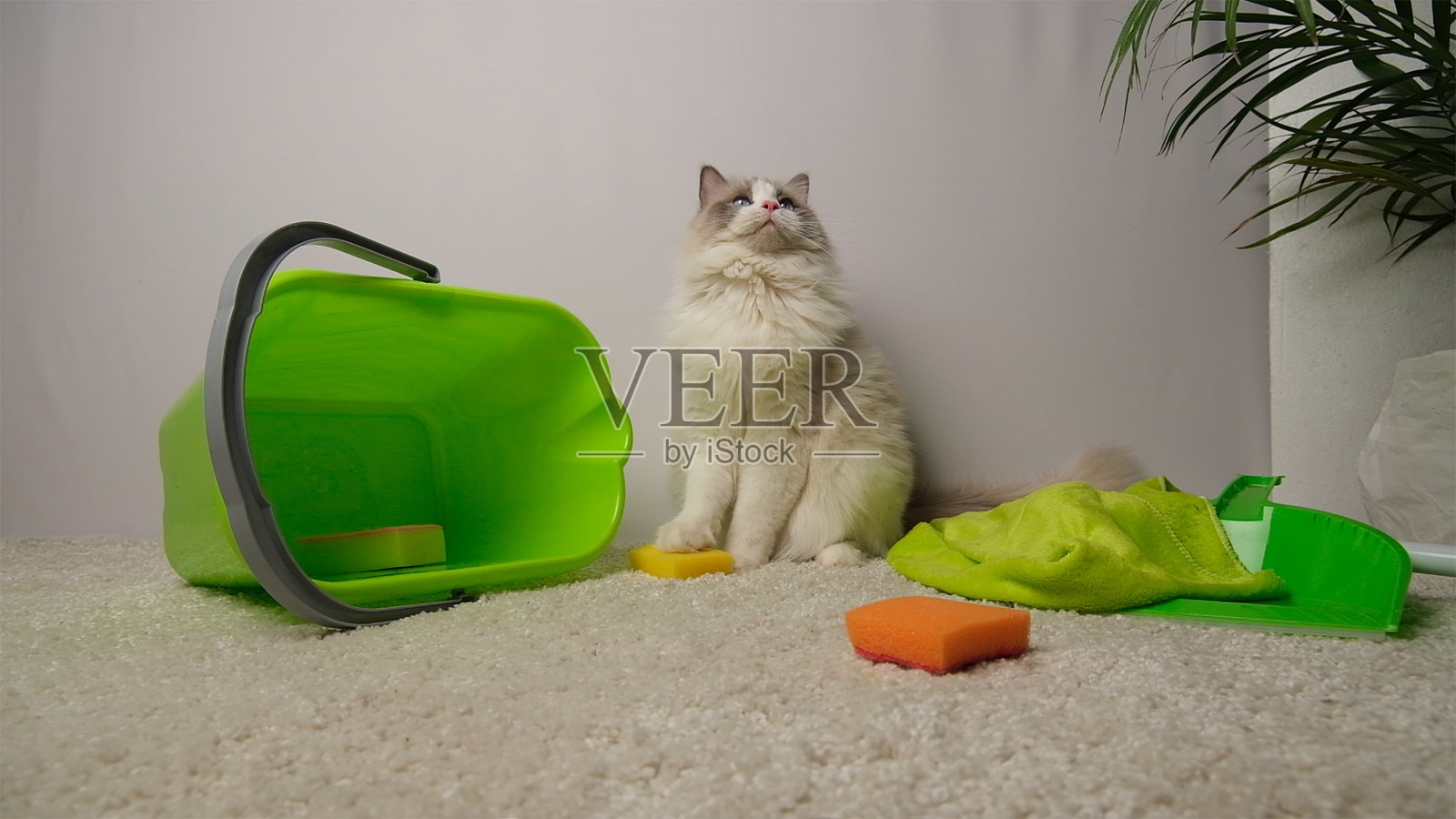 家用水桶，清洁海绵，白猫。照片摄影图片