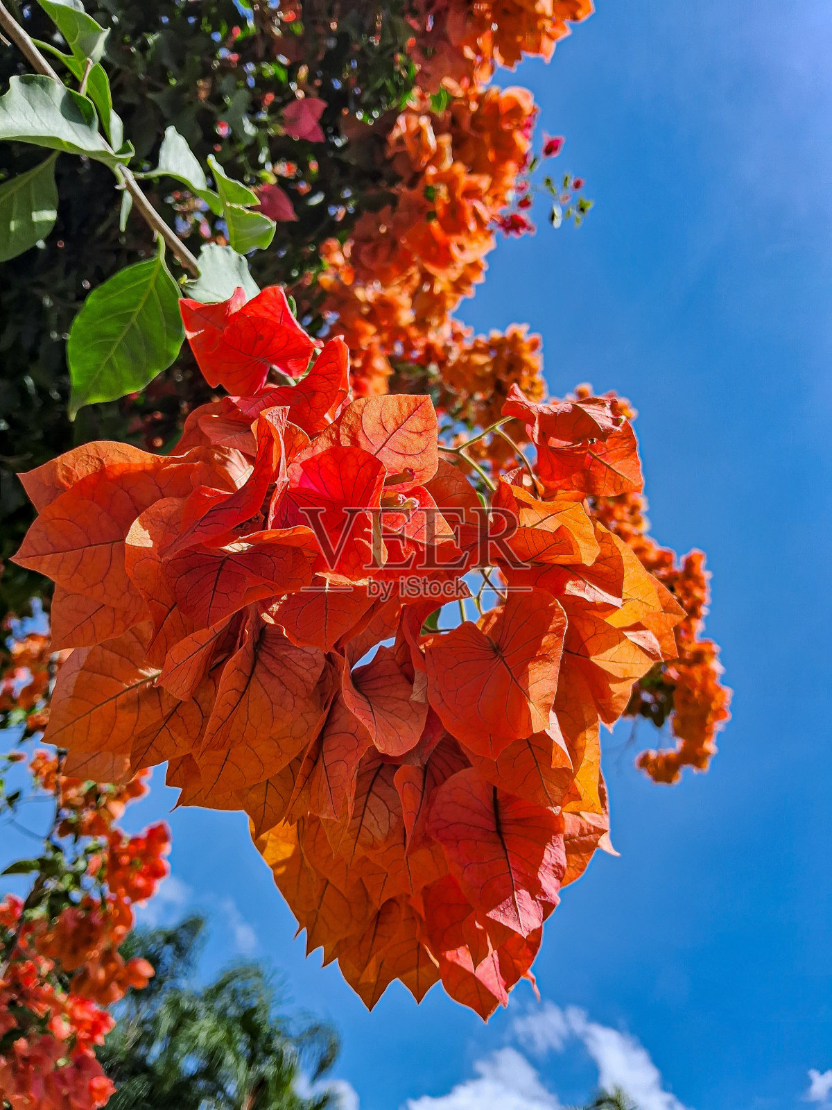 周四照片摄影图片