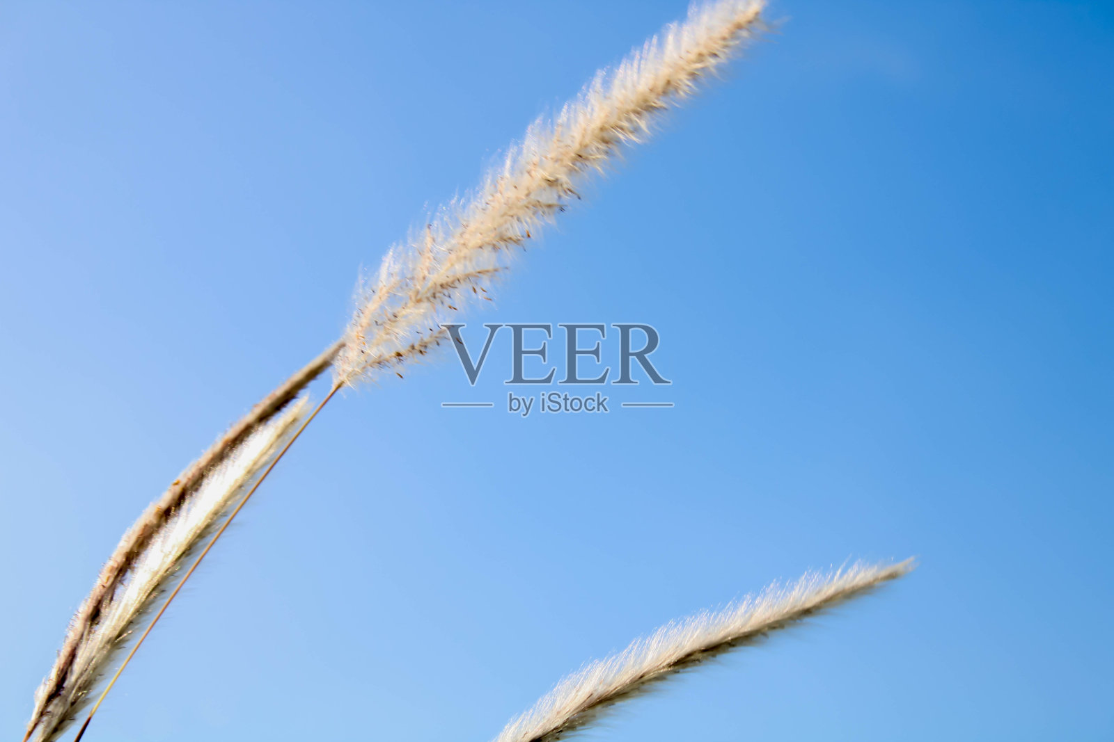 白花绒毛照片摄影图片