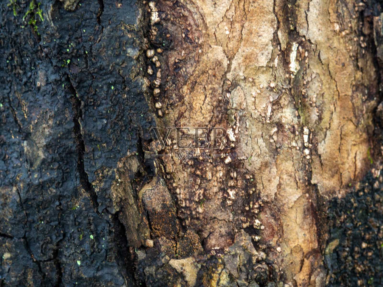 背景来自潮湿的树皮。黑暗的树皮。不均匀的自然背景。照片摄影图片