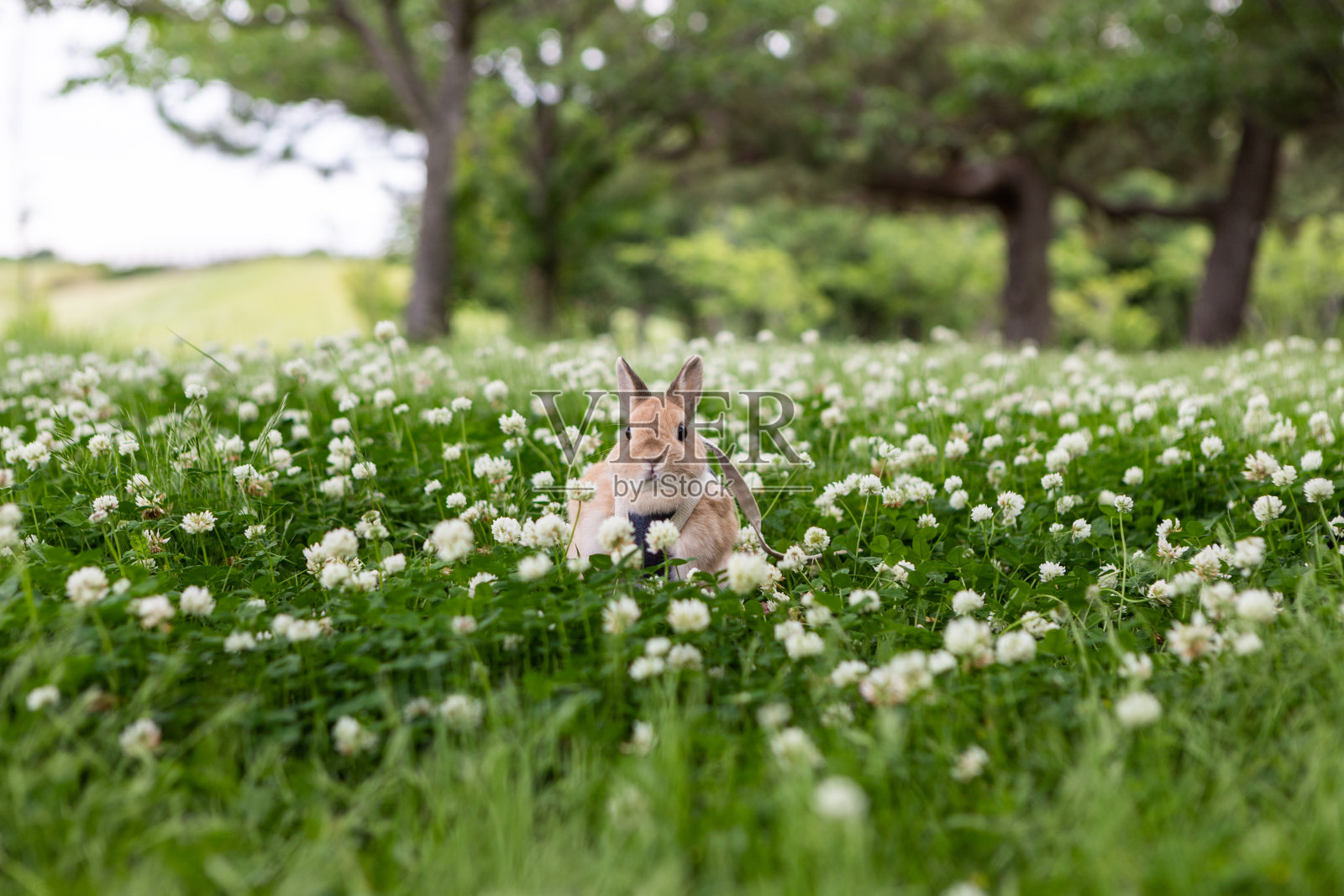 荷兰矮照片摄影图片