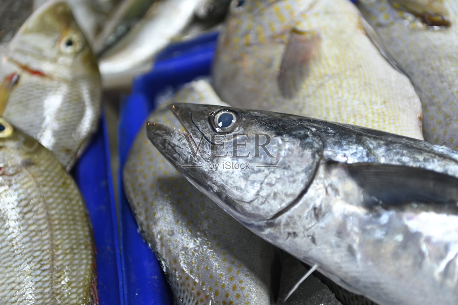 泰国鱼市出售的鲜鱼照片摄影图片