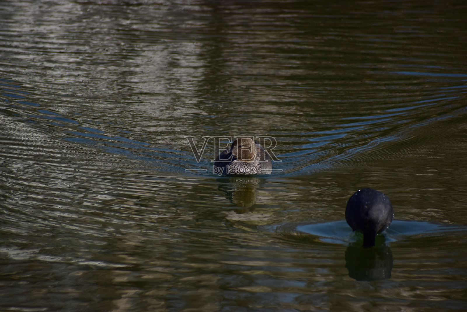 赤膀鸭的肖像照片摄影图片