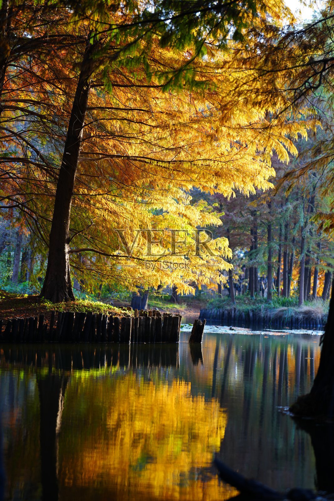 南京紫杉属植物照片摄影图片