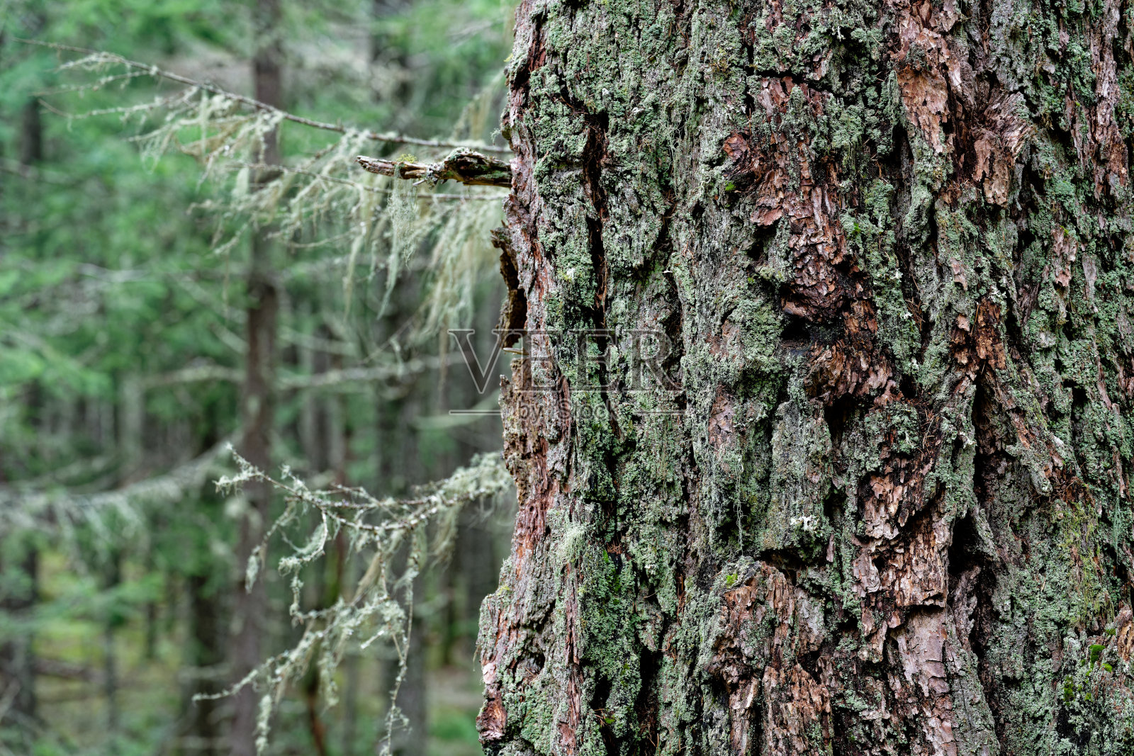 加拿大不列颠哥伦比亚省盐泉岛埃克斯廷山省立公园花旗松特写照片摄影图片