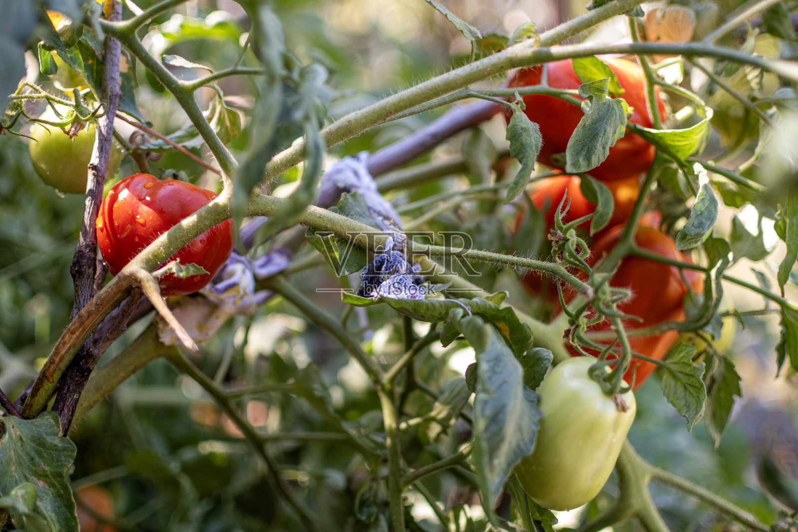 绿色和红色的番茄在温室的树枝上成熟照片摄影图片