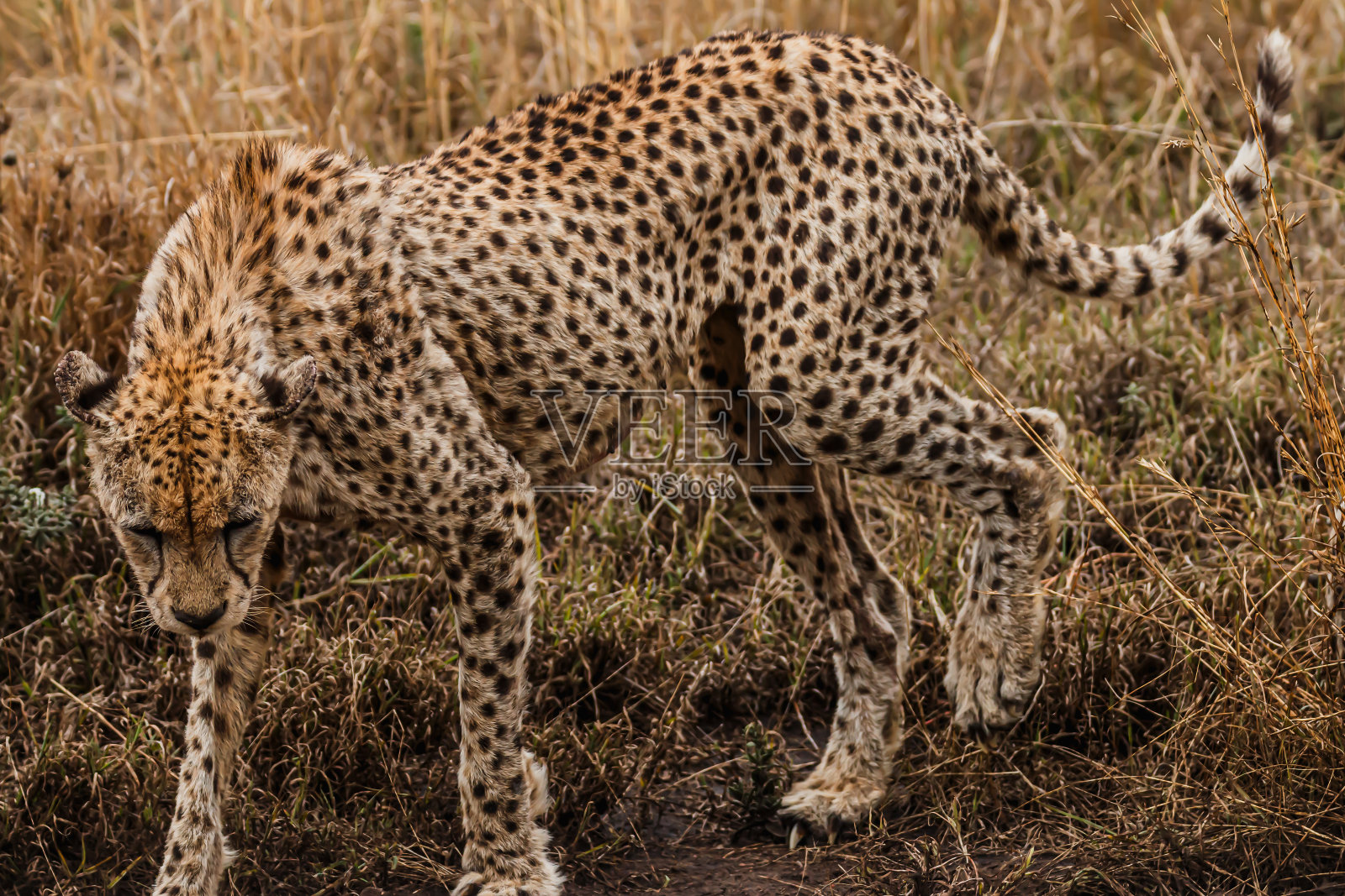 野生动物在塞伦盖蒂-坦桑尼亚照片摄影图片