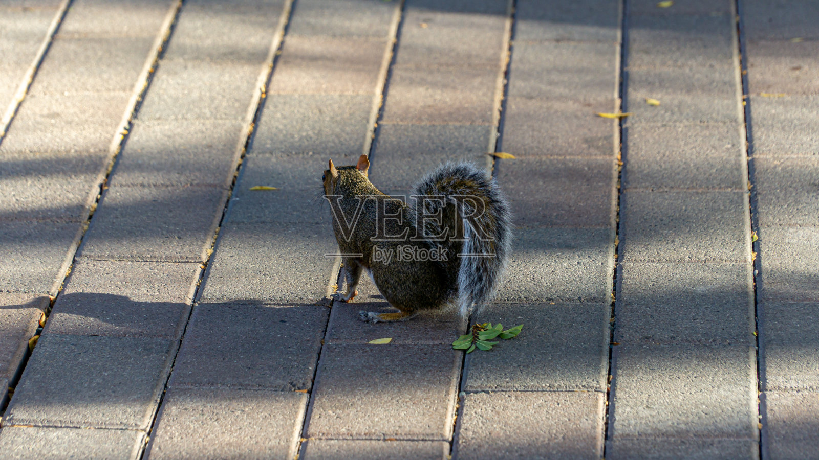 夏日里公园里的松鼠照片摄影图片
