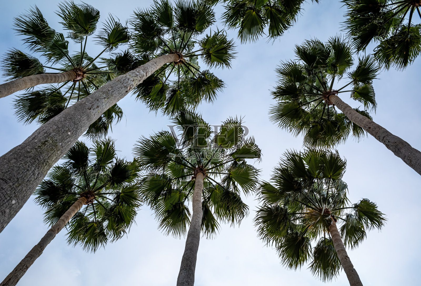 佛罗里达棕榈树照片摄影图片