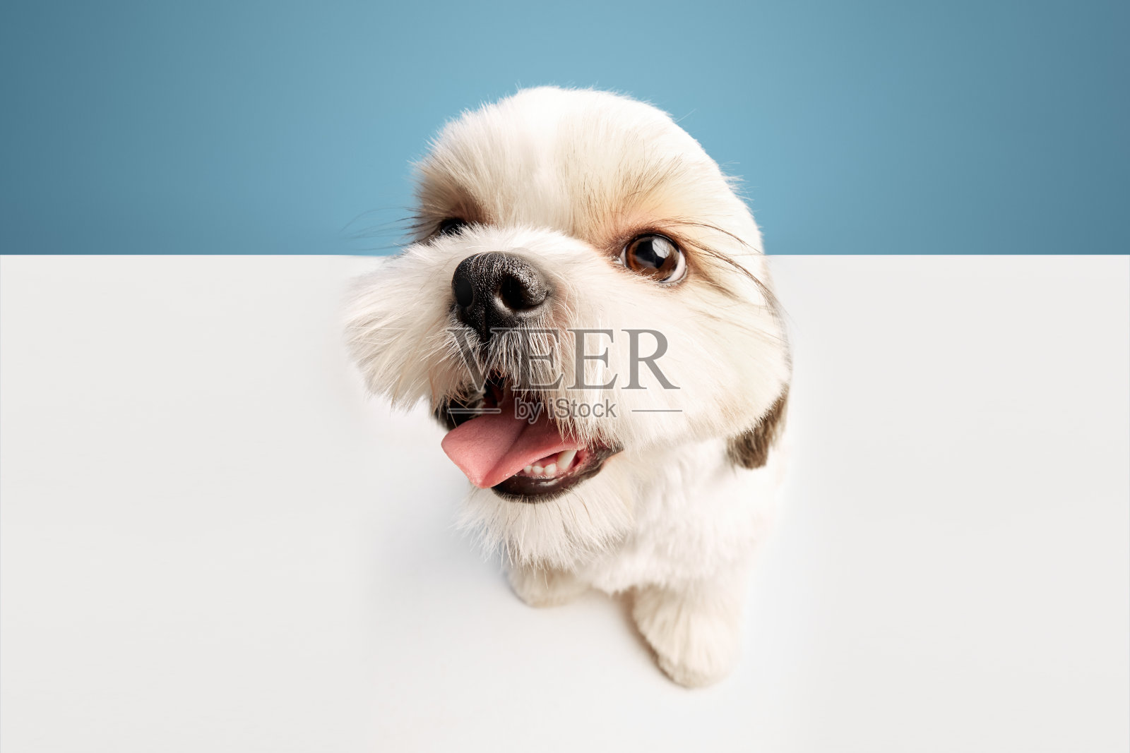 有趣的特写图片，可爱的小纯种西施犬孤立地站在蓝色的工作室背景照片摄影图片