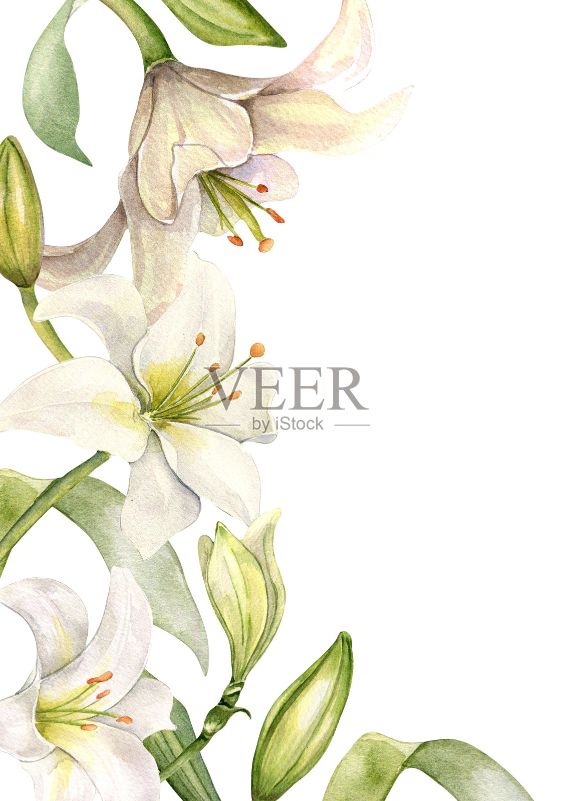 百合花镶边。白色百合和芽水彩孤立在白色。白色的花和茎植物插图手绘。设计婚礼请柬在教堂，洗礼，复活节卡片插画图片素材
