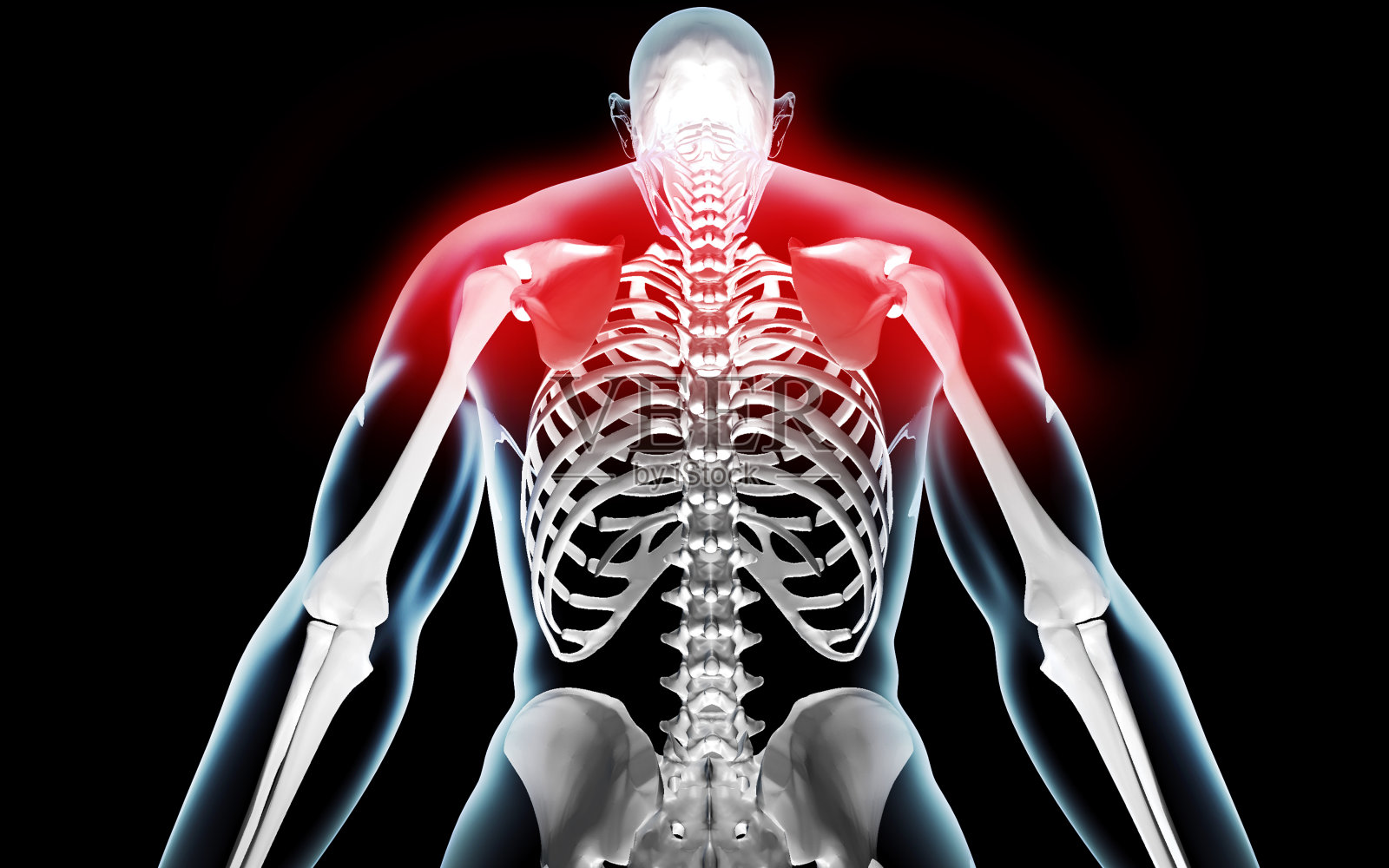 3DCG解剖骨架照片摄影图片