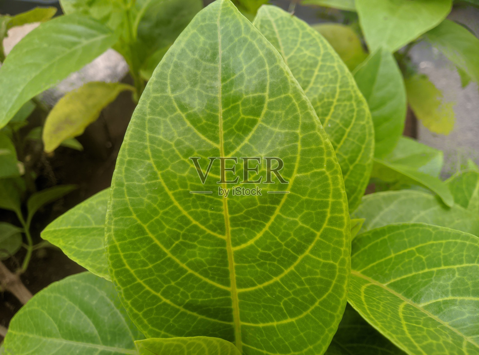 叶片宽阔、清脆，叶脉粗壮照片摄影图片