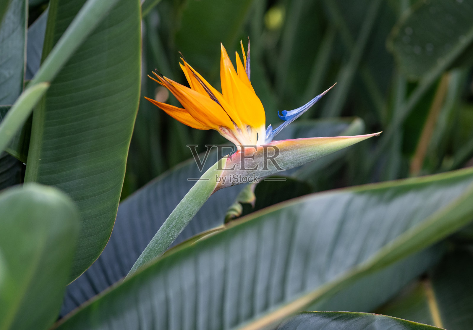 花园里的鹤花植物照片摄影图片