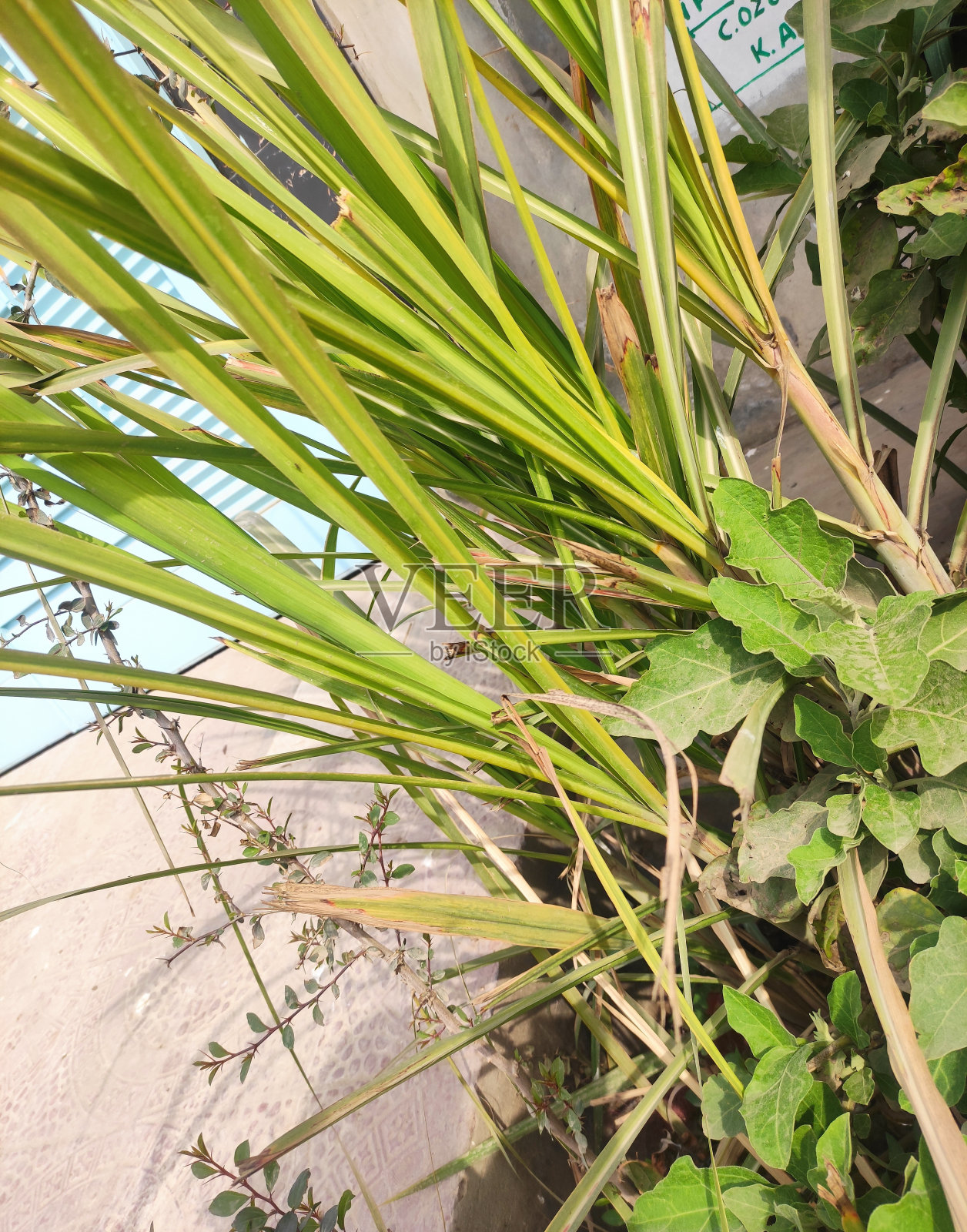 甘蔗种植照片摄影图片