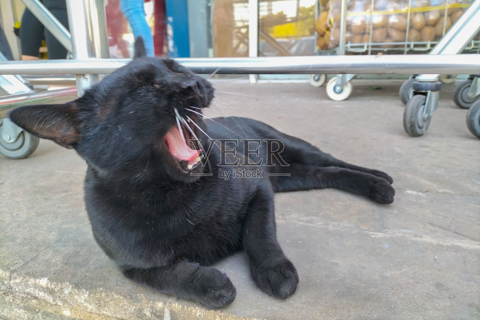 当这只黑猫在看这张照片的时候，开始张开嘴打哈欠的那一刻，一些人也自发地张开了嘴。人类和生物，动物之间的联系照片摄影图片