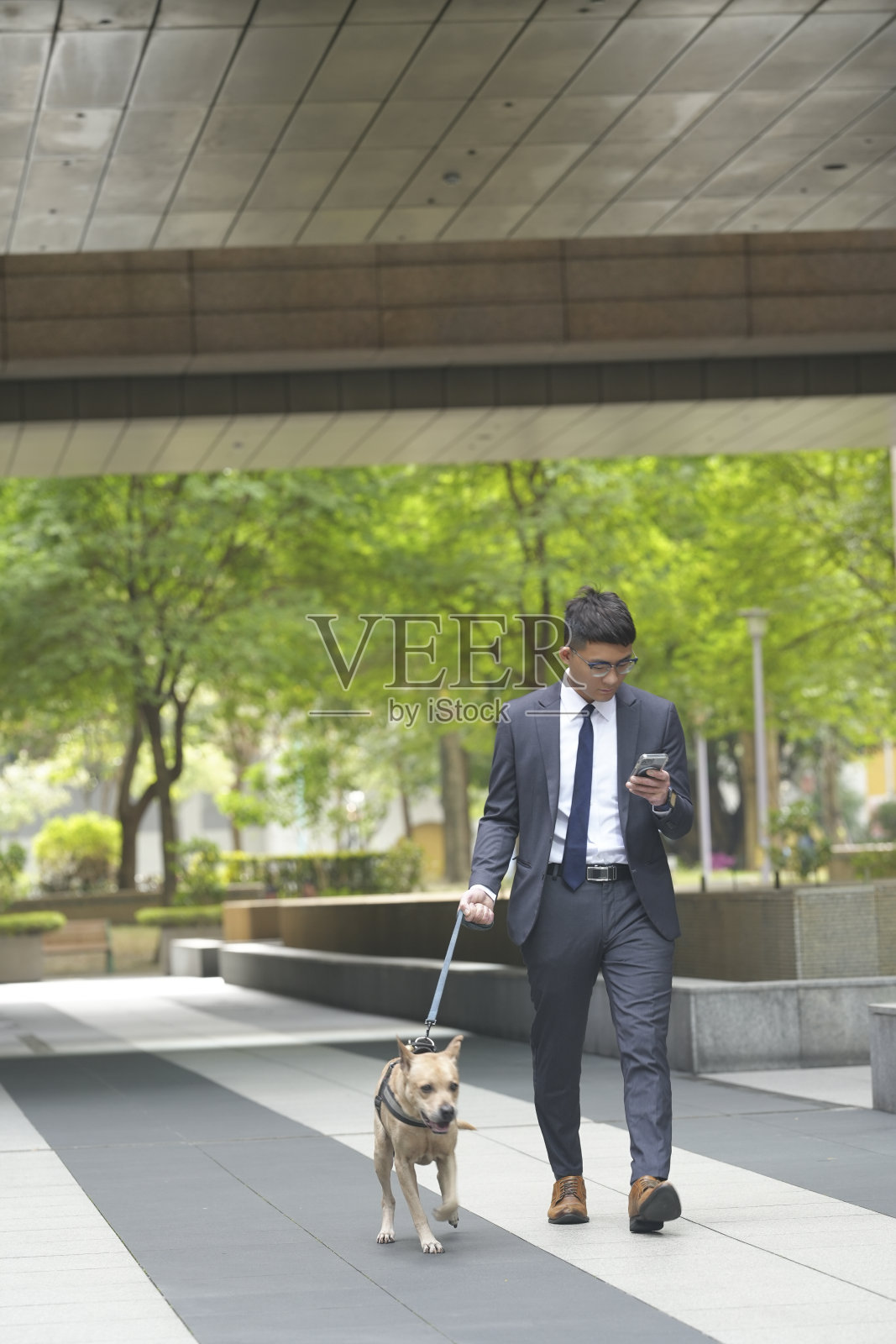 带宠物旅行。和宠物一起散步、上下班和购物照片摄影图片