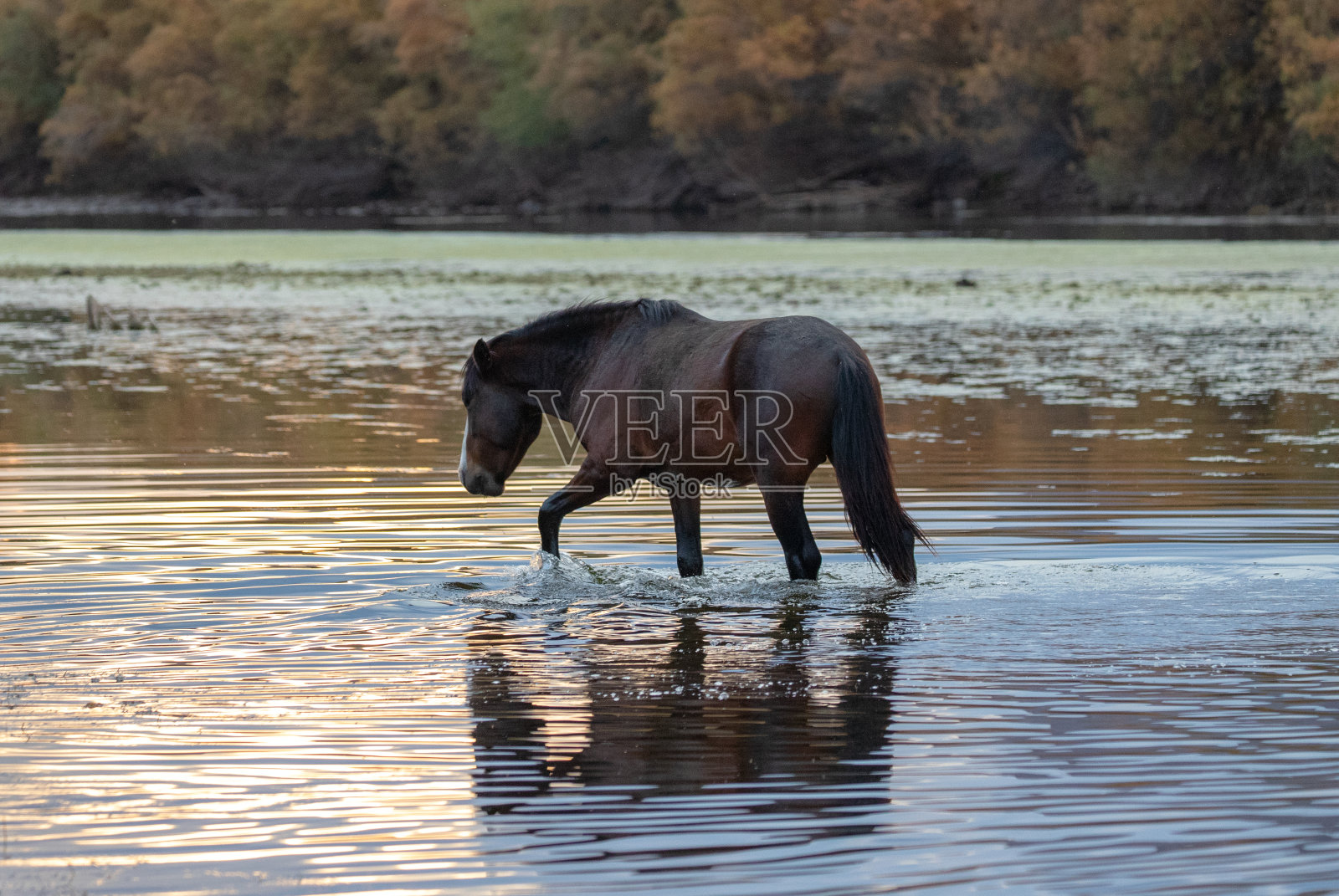 日落时分，美国亚利桑那州梅萨附近的盐河上行走的黑色野马种照片摄影图片