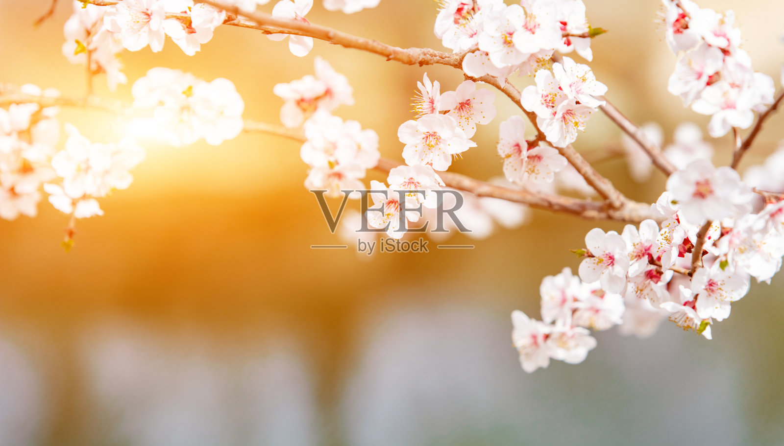 春天的花园里开满了杏花照片摄影图片