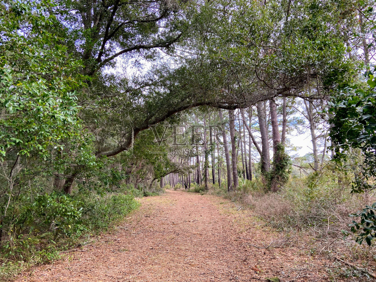 南卡罗来纳州的植物湾海滩照片摄影图片