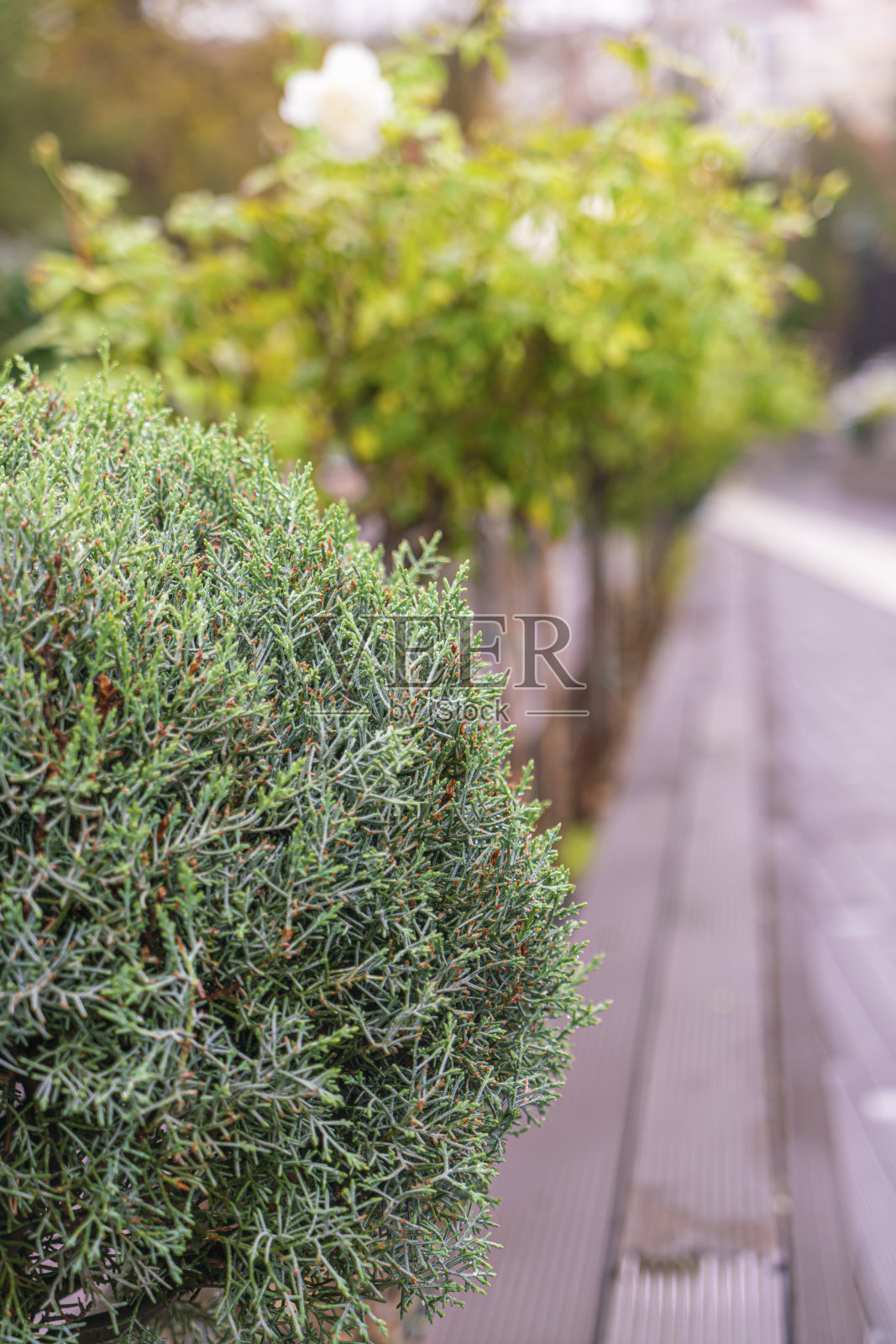 市中心的树木和植物景观照片摄影图片