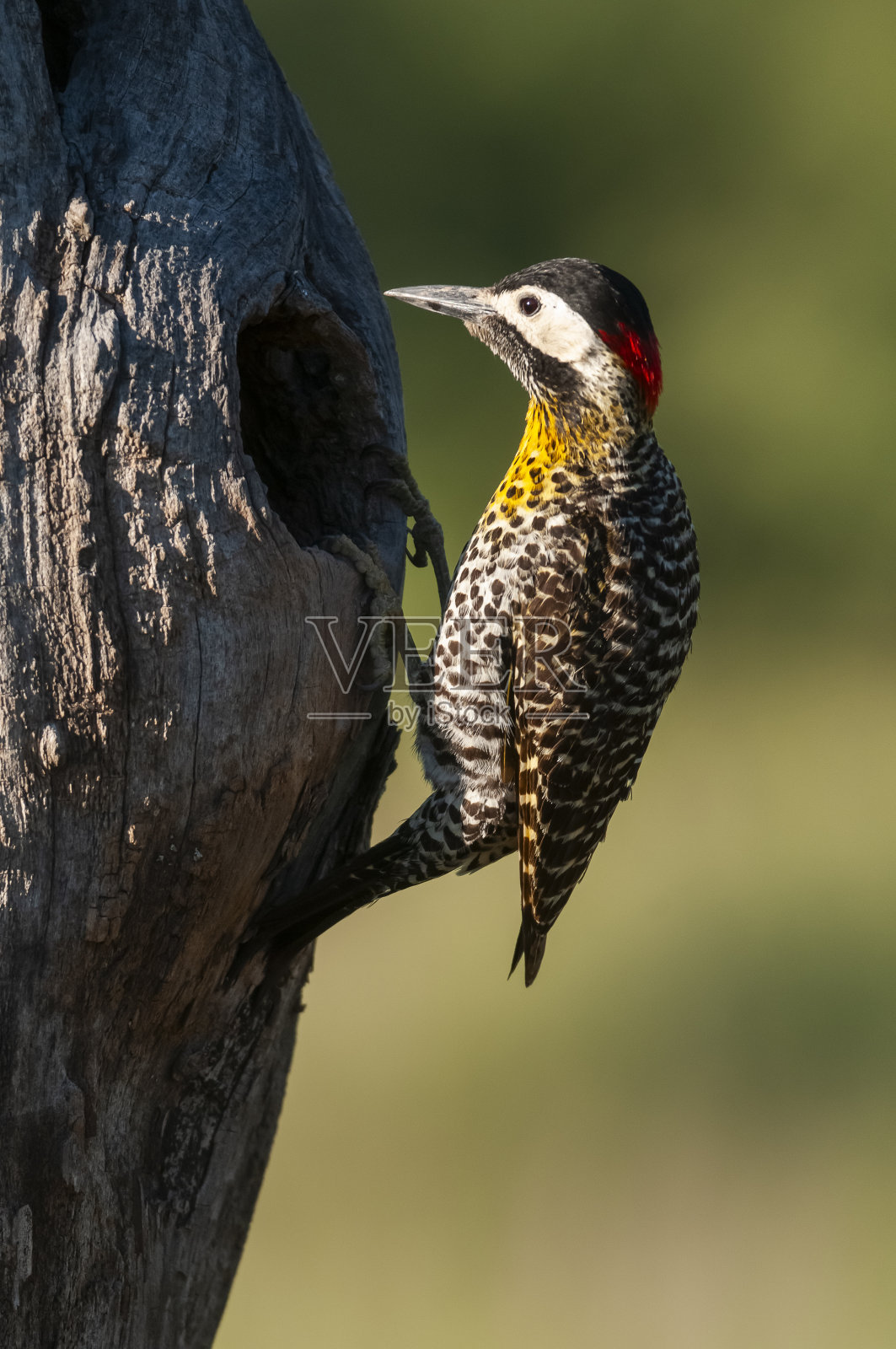 绿色条纹啄木鸟在森林环境，拉潘帕省，阿根廷巴塔哥尼亚。照片摄影图片