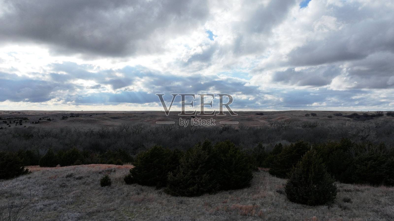 阴天描绘了一个有着小灌木和树木的田野的背景照片摄影图片