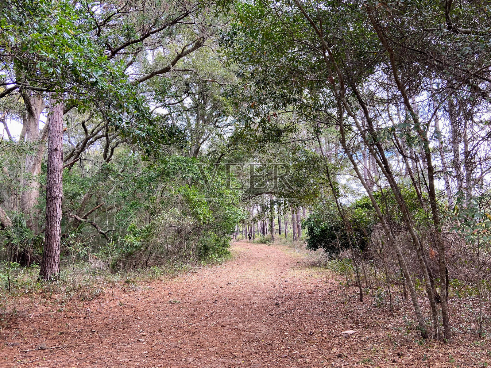 南卡罗来纳州的植物湾海滩照片摄影图片