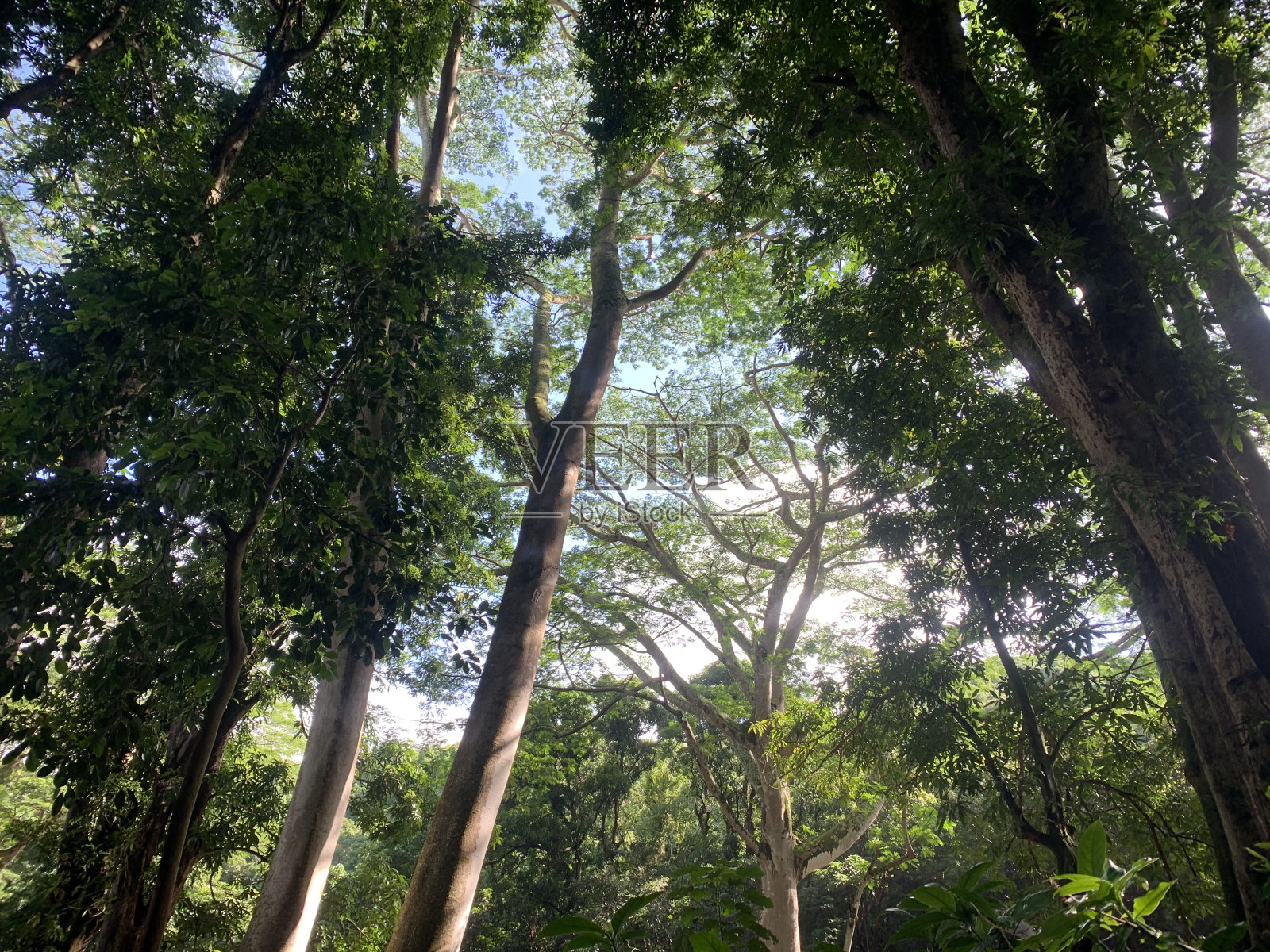 考艾岛照片摄影图片