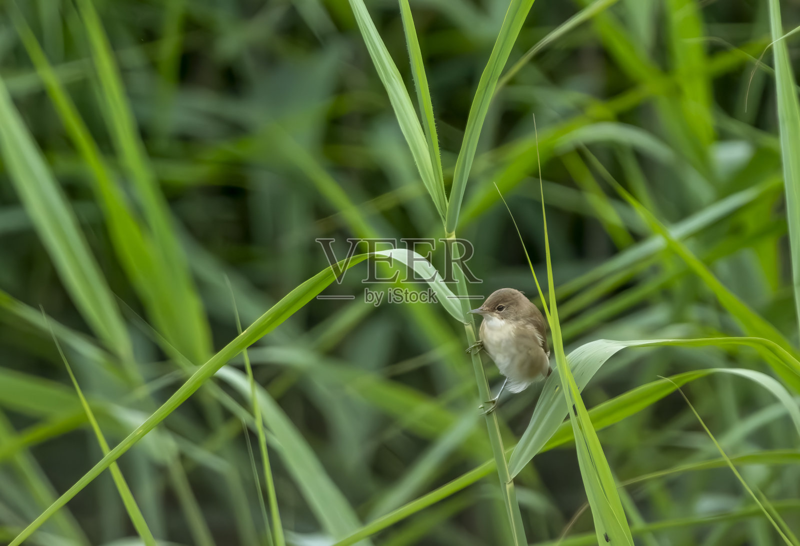 芦苇床上的苇莺照片摄影图片