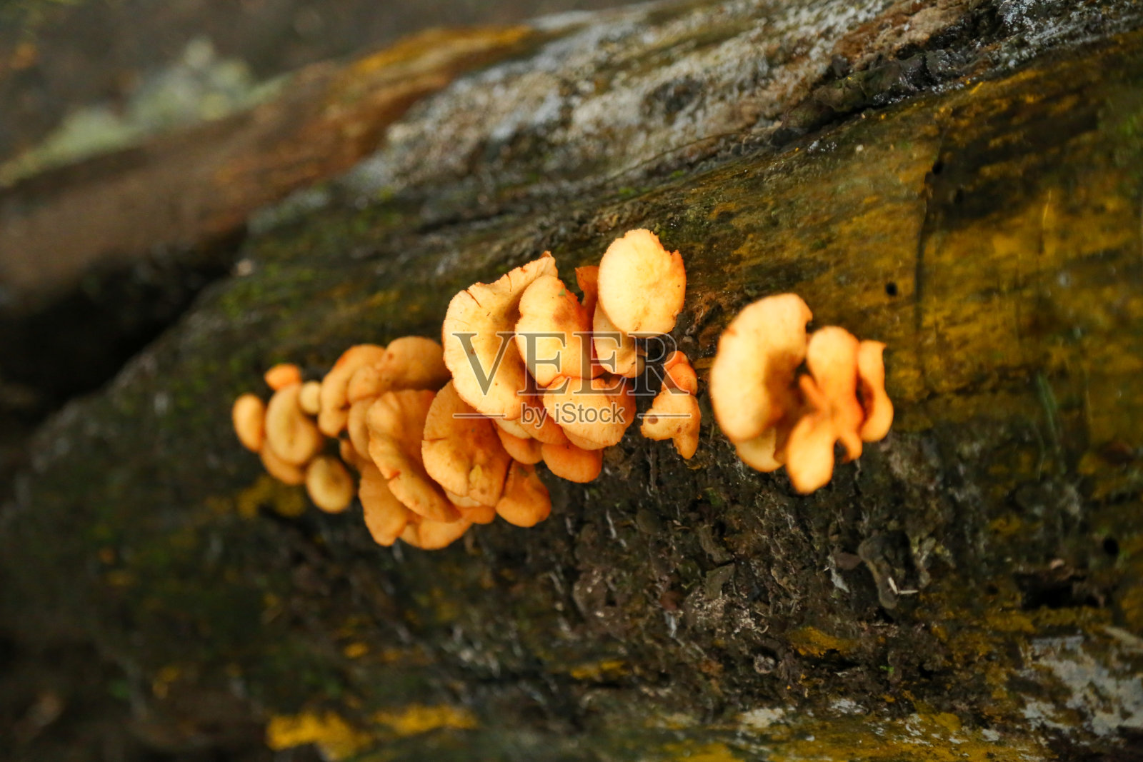 弗洛雷斯塔·蒂茹卡照片摄影图片