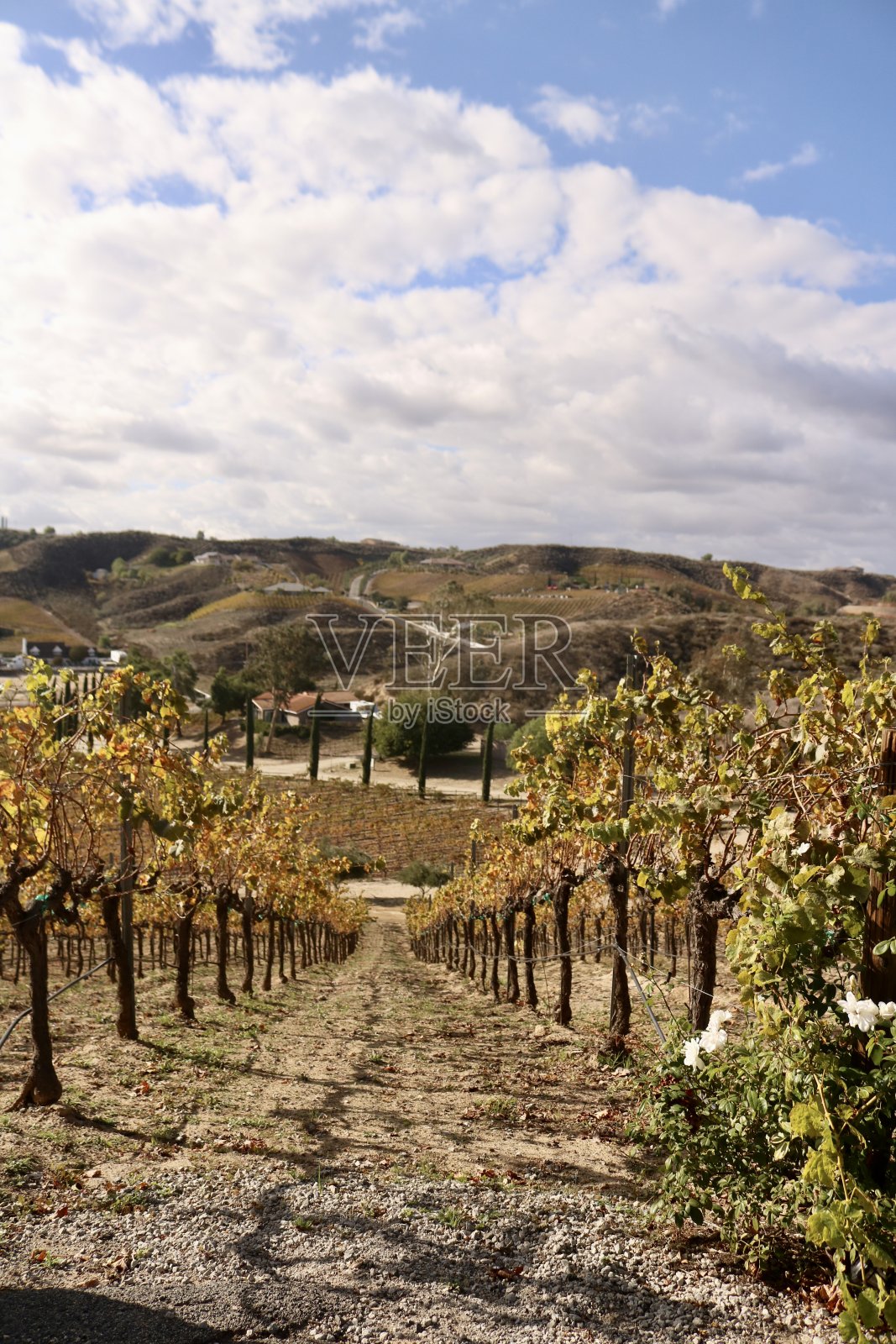 卡拉威葡萄园照片摄影图片