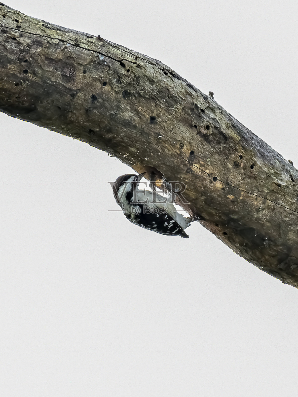 棕顶姬啄木鸟照片摄影图片
