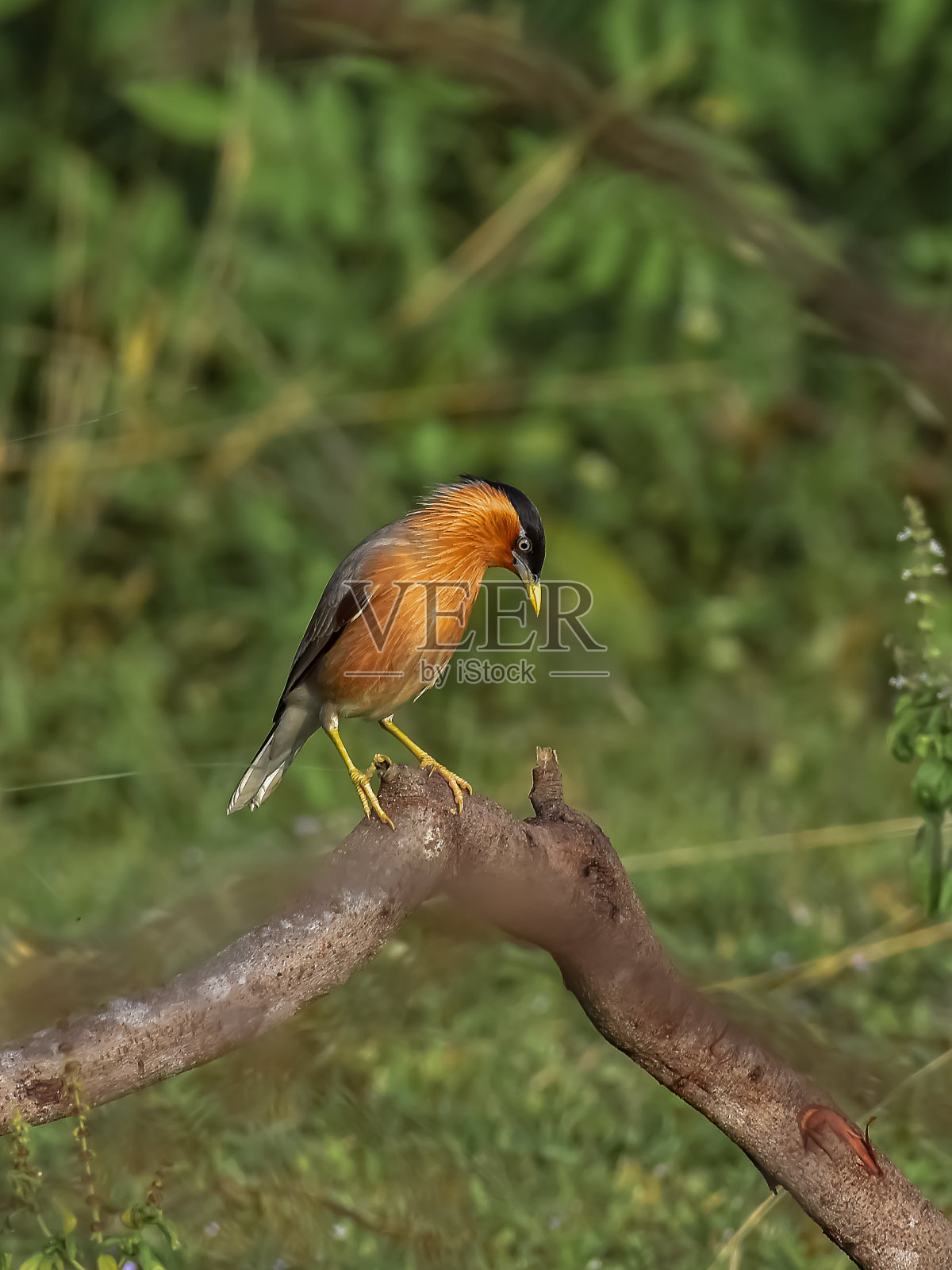栗燕八哥照片摄影图片