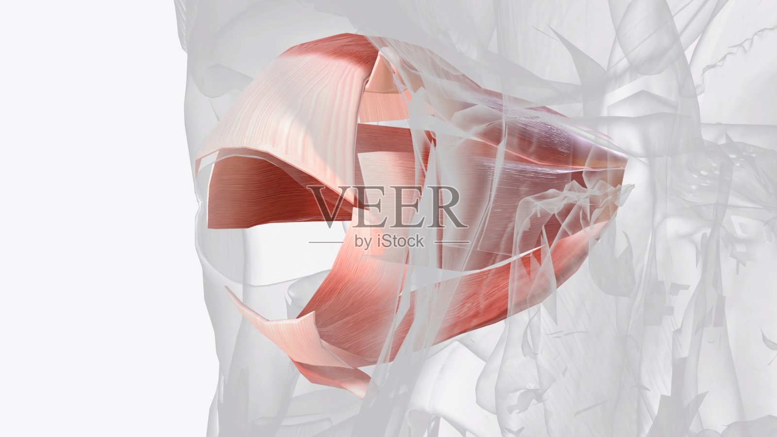 眼外肌3d照片摄影图片