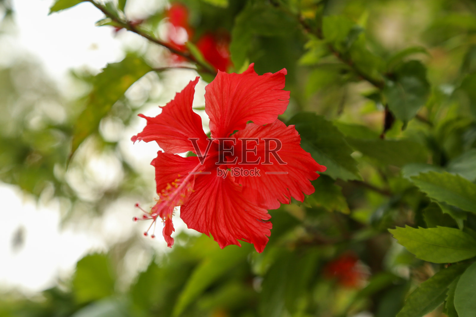 青年队的照片摄影图片