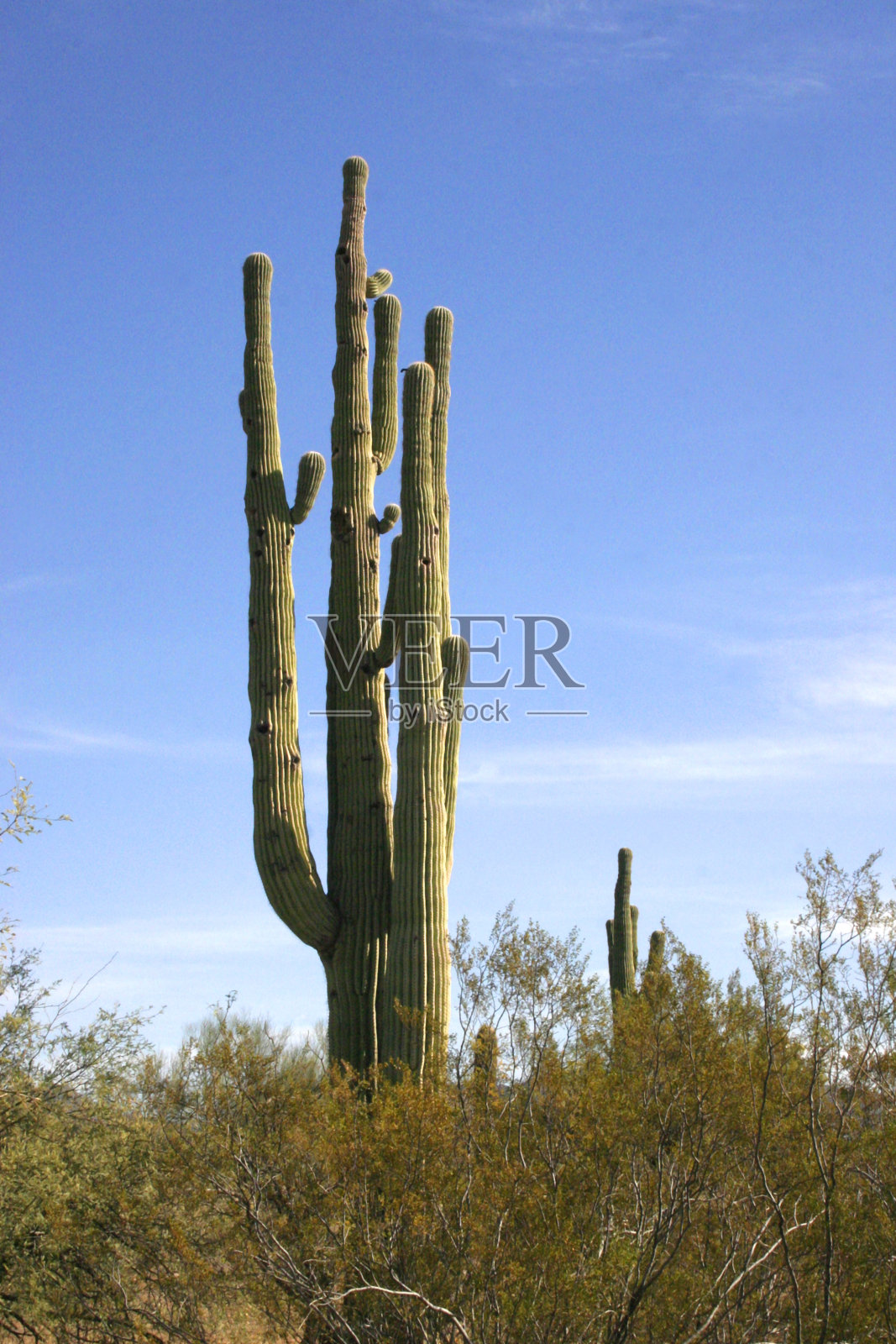 风琴管国家公园，亚利桑那州-沙漠中的大型仙人掌照片摄影图片